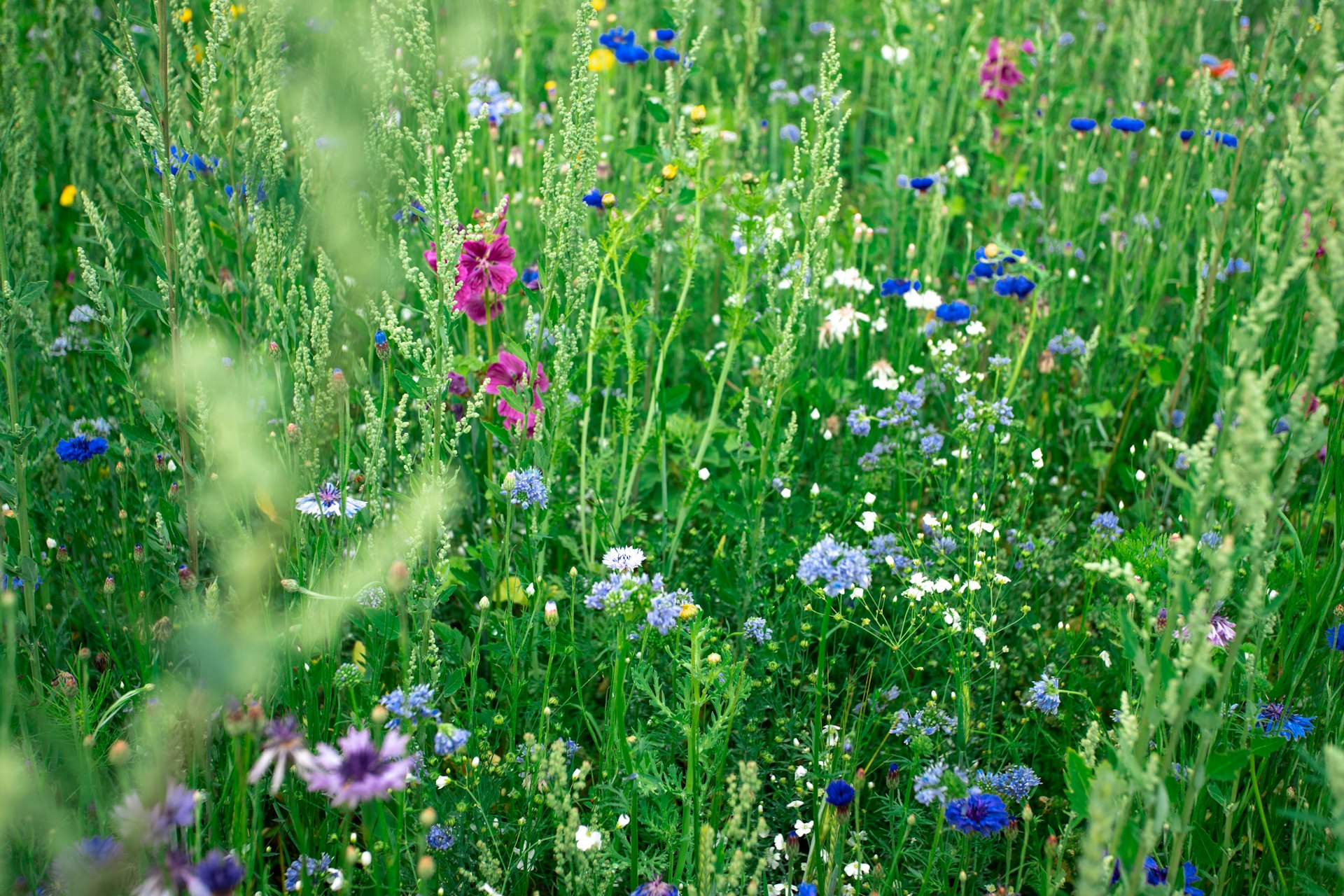 Your Complete Guide to Planting an Edible Wildflower Meadow: Steps, Varieties, and Practical Tips
